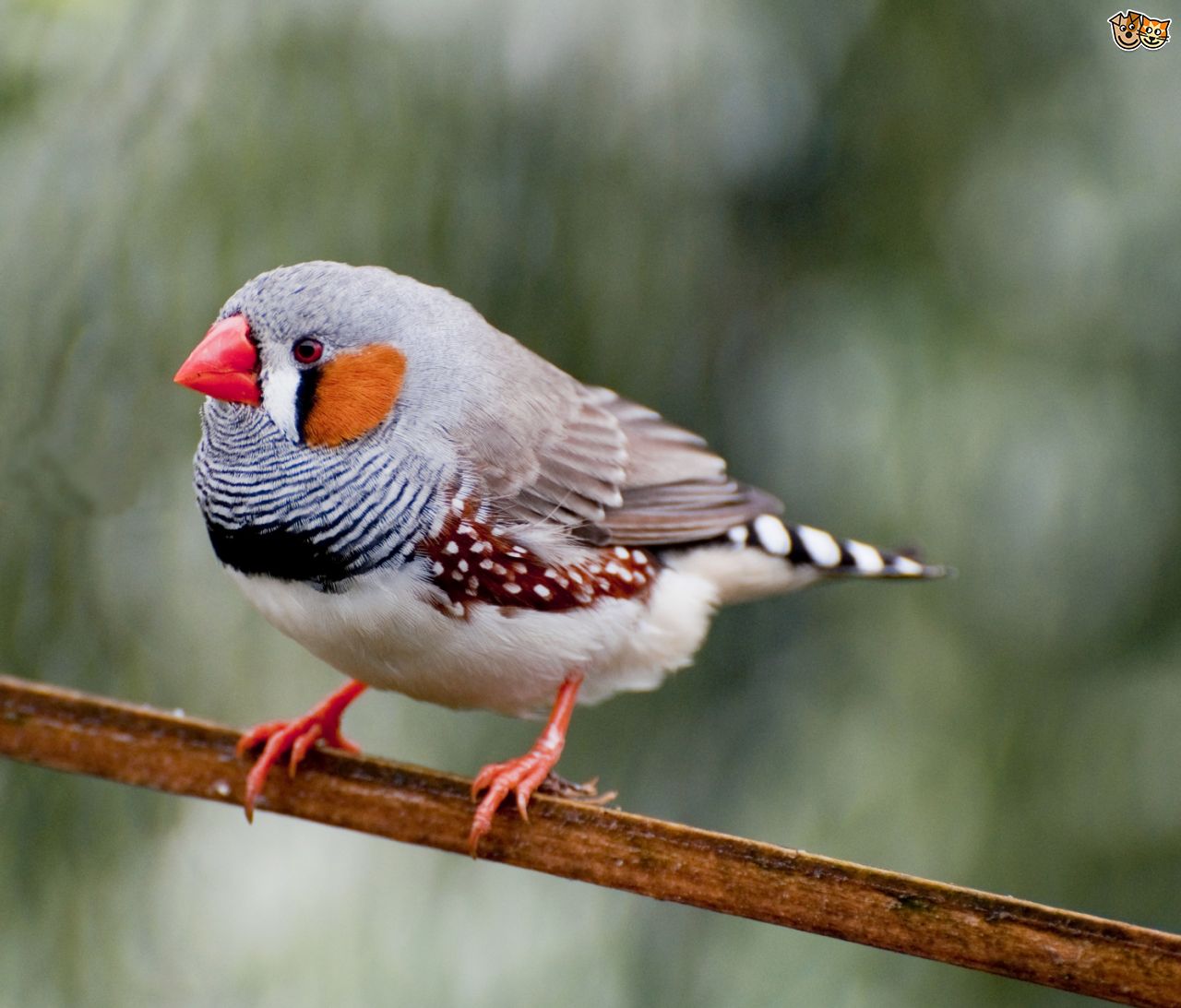 Los cascos que leen la mente están más cerca gracias a esta investigación capaz predecir el canto de un pájaro