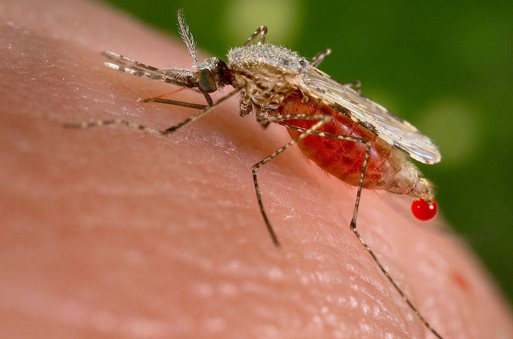 Controlar la malaria con un ejército de móviles 'low cost' equipados con inteligencia artificial