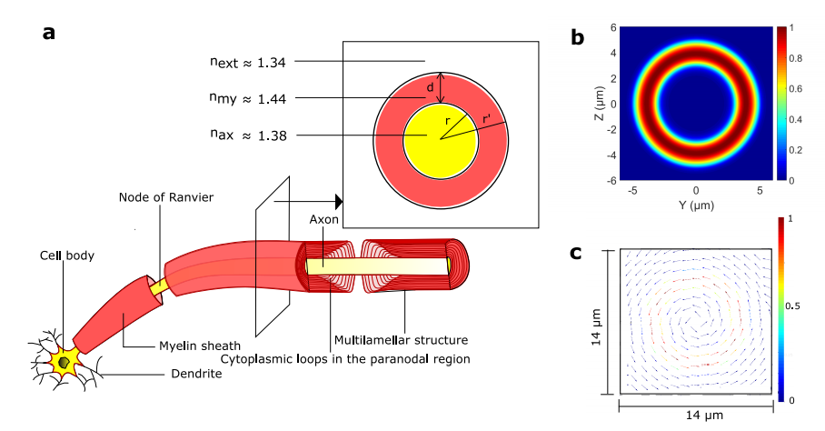 ¿Para qué sirve la misteriosa luz que se produce y transmite dentro del cerebro?