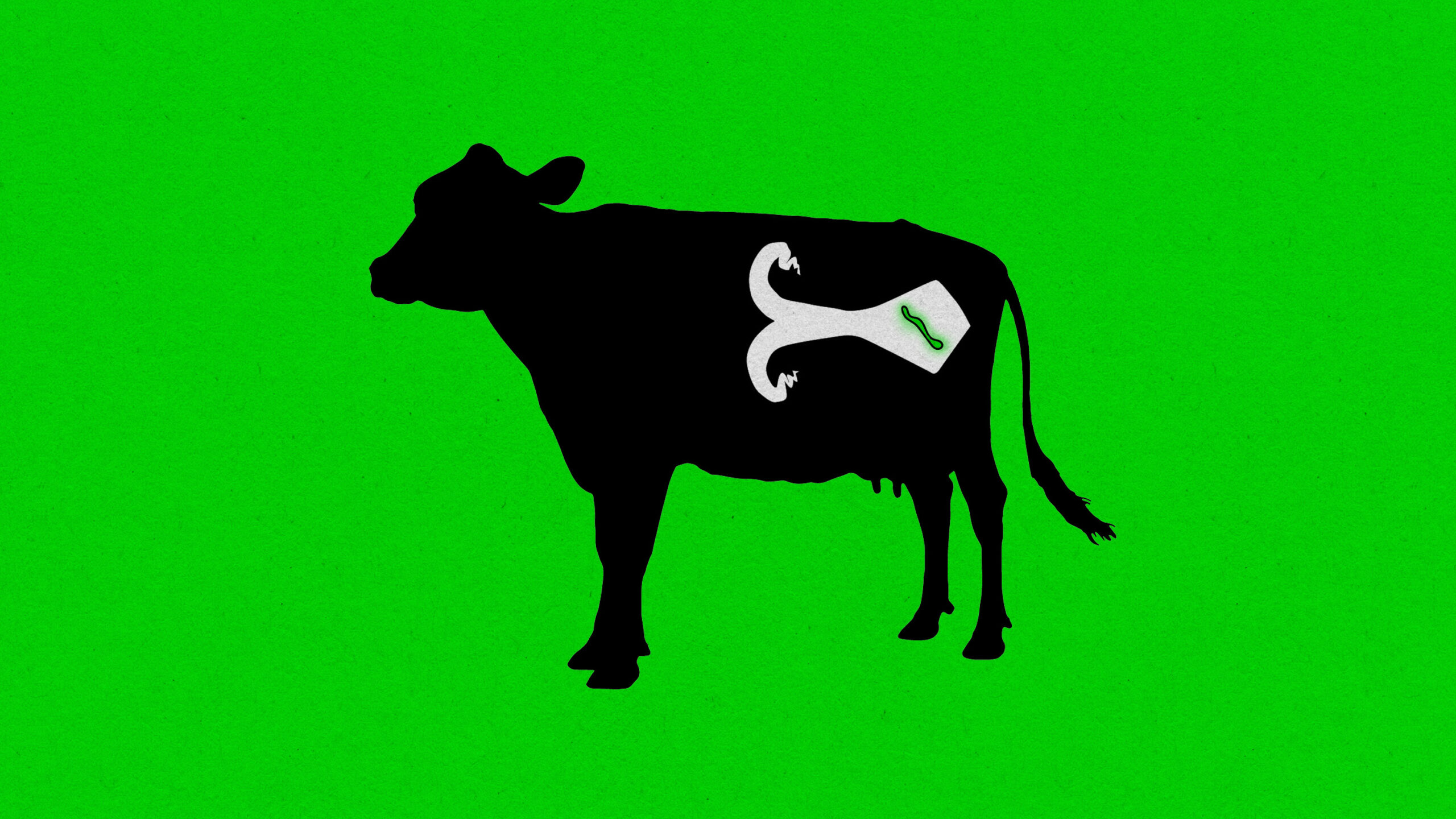 Un grupo de científicos intenta fecundar vacas con embriones sintéticos