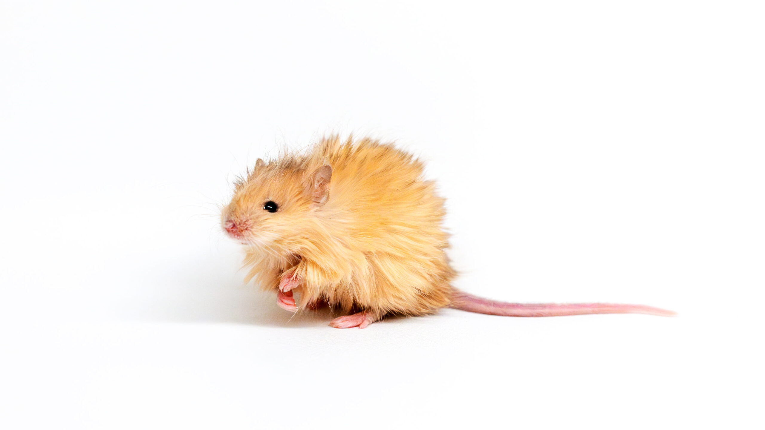Los "ratones lanudos" que recuperan genes del mamut