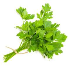 Coriander - Dania- Cilantro