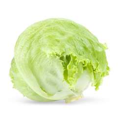 Lettuce: Large