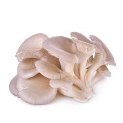 Mushrooms - Oyster Fresh