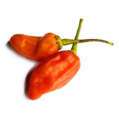 Peppers - Hot Habanero