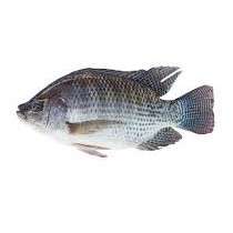 Fish Fresh - Tilapia (Ngege): SmallXX