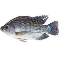 Fish Fresh - Tilapia (Ngege): Large