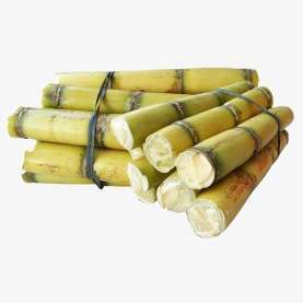 Sugarcane-Green Goa