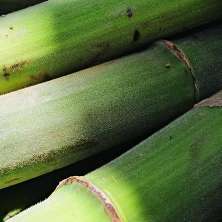 Bikolokomba- Banana Stalks
