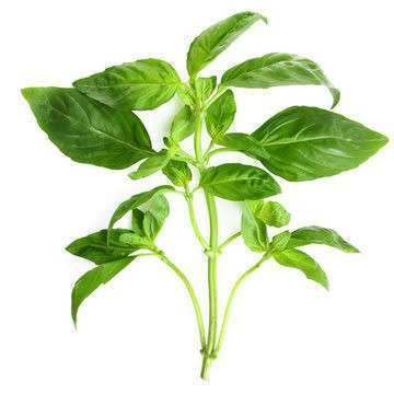 Basil