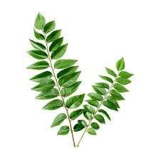 Curry Leaves