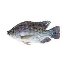 Fish Fresh -Tilapia (Ngege): SmallX