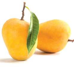 Mangoes- Small Juice Maker