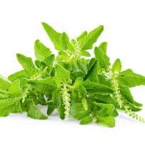 Mujaaja- Holy Basil
