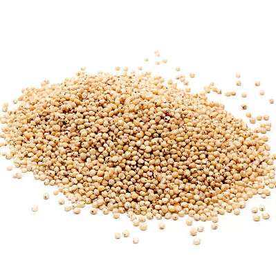 Sorghum