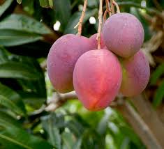 Mangoes for platters 