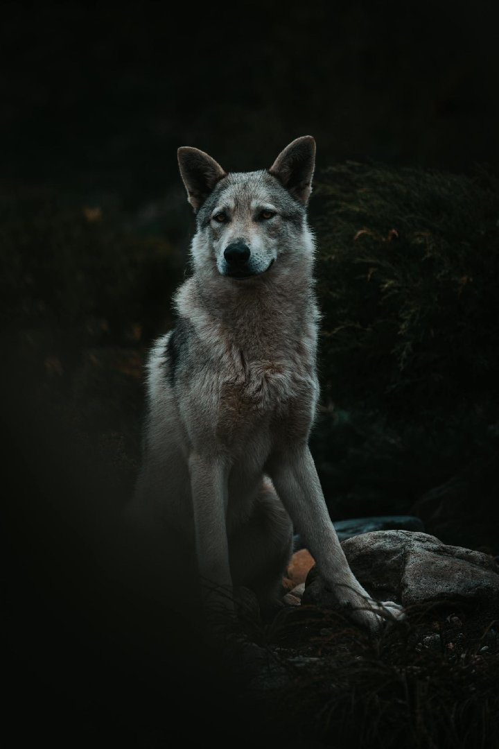 Lone Wolf mindset