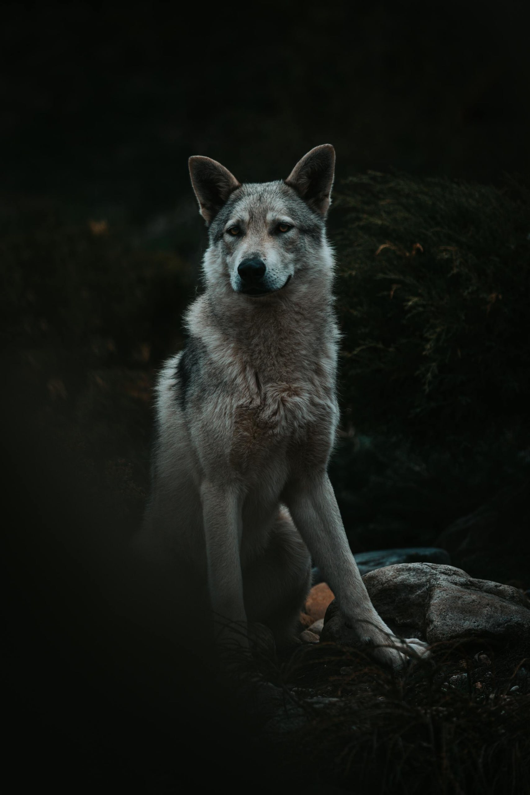 Lone Wolf Mindset