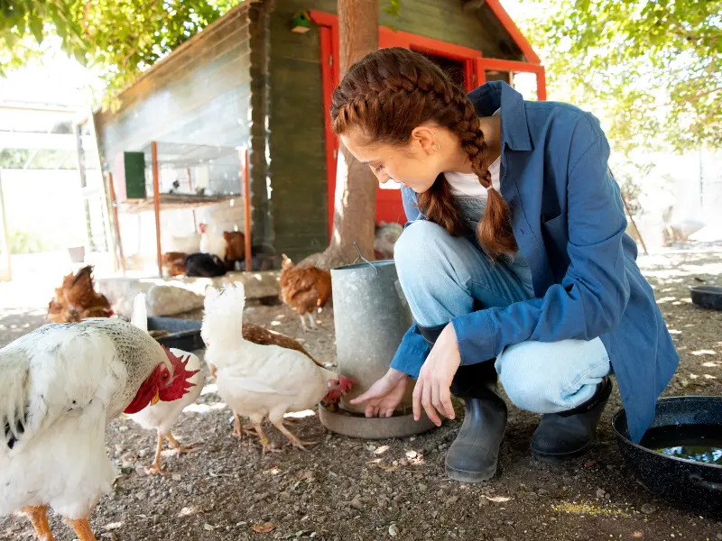 10 Signs Your Backyard Chicken Needs a Vet