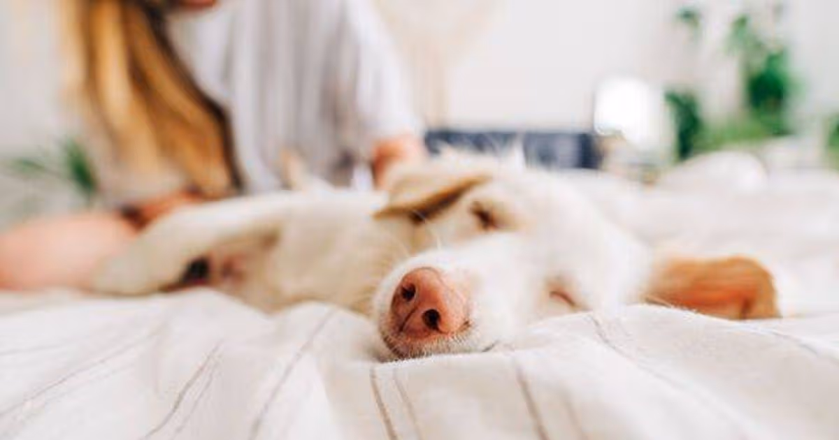 Should You Let Your Dog Sleep in Bed With You? Veterinarians Weigh In