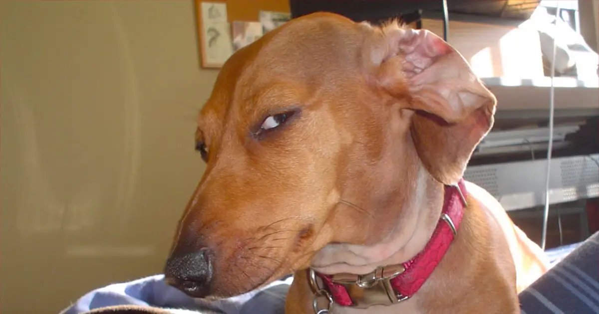 Why Does My Dog Give Me Side Eye?
