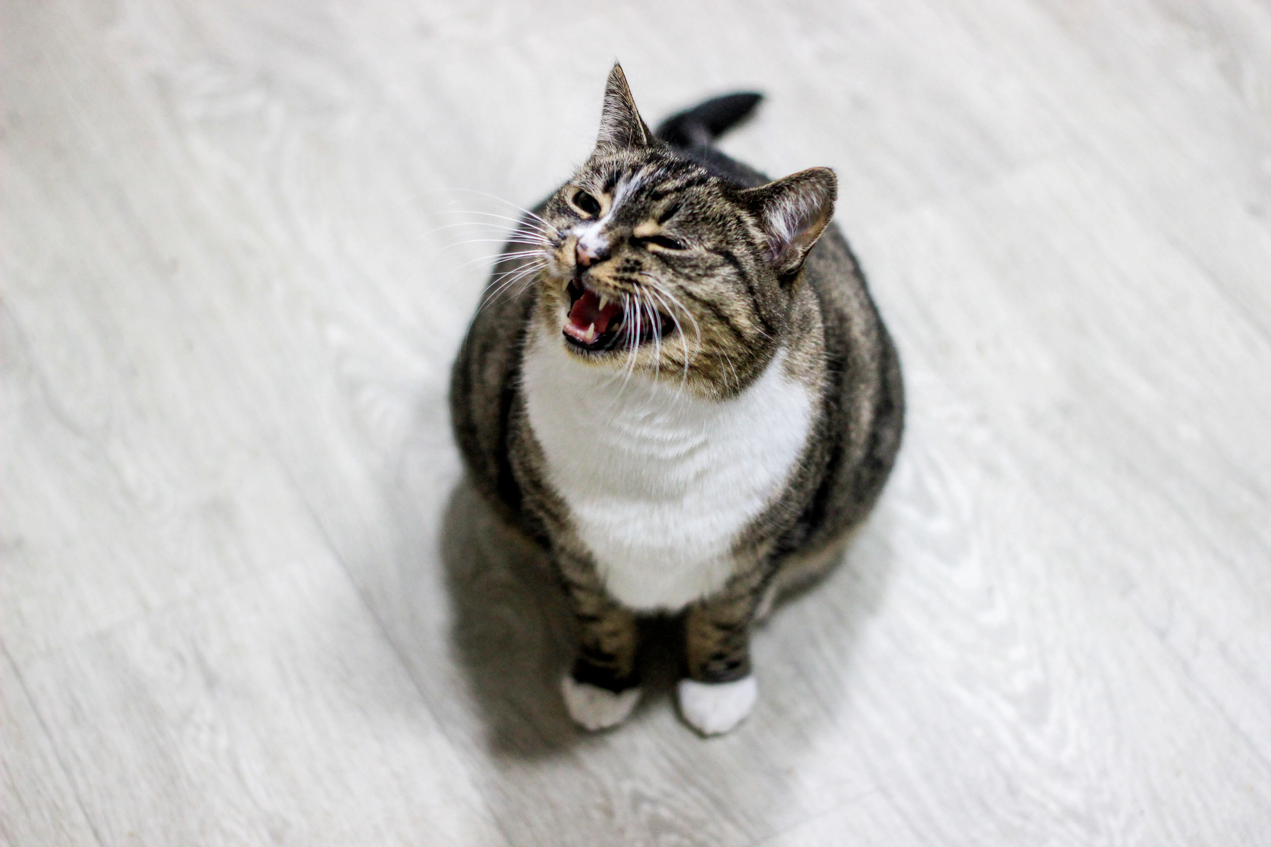 Why Is My Cat Sneezing All of a Sudden?
