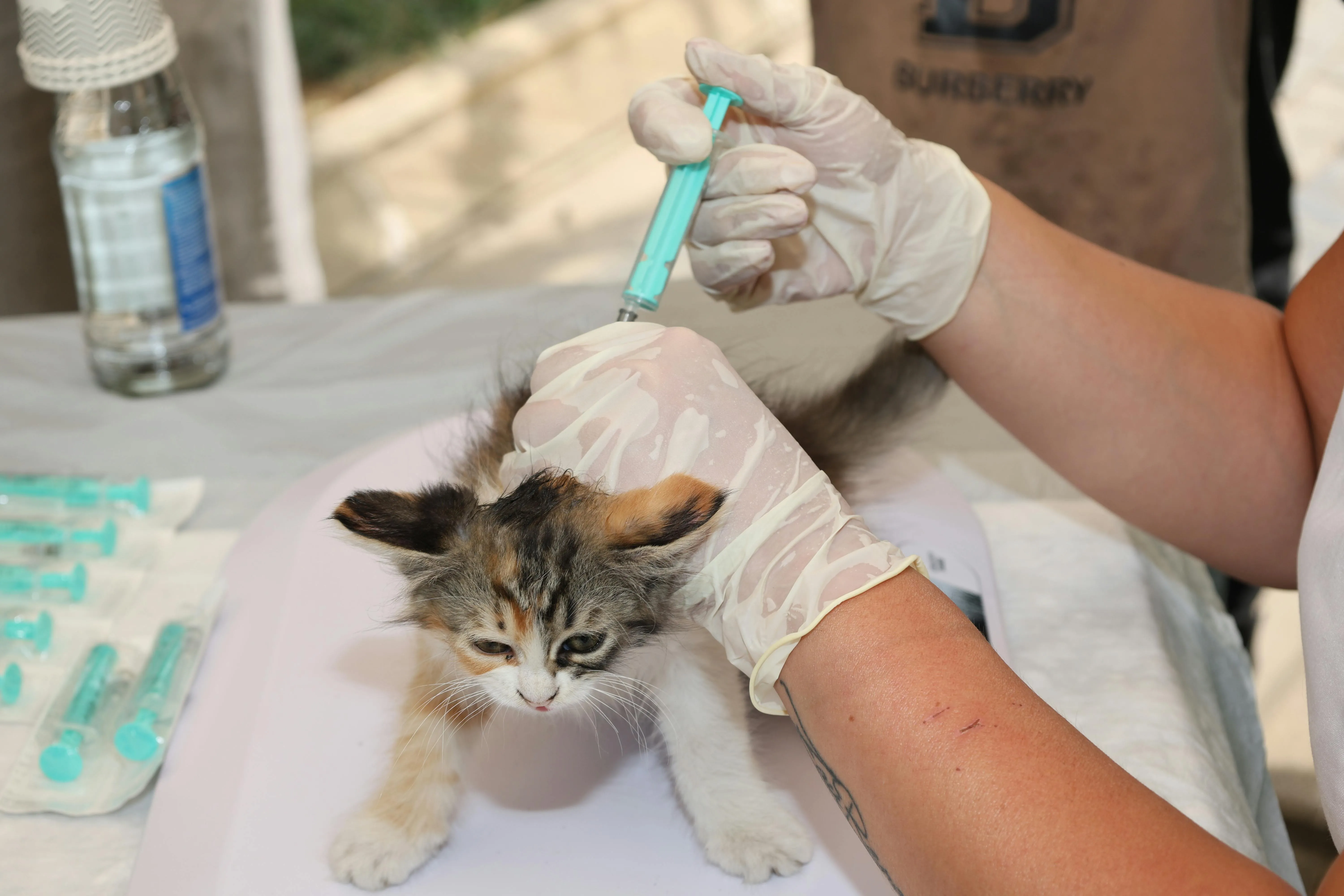 The 2025 Complete Vaccine Guide for Every Dog & Cat Owner