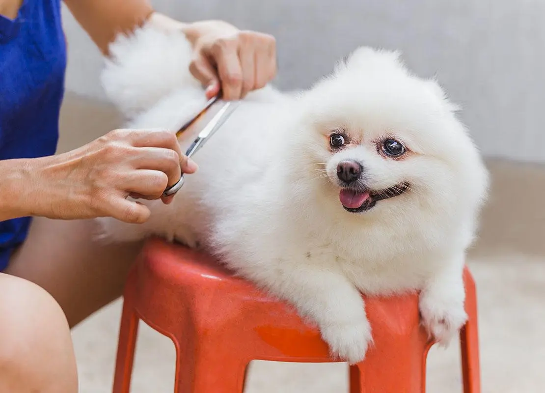 Dog Grooming Tips for Beginners: How to Groom Your Dog at Home | TelaVets