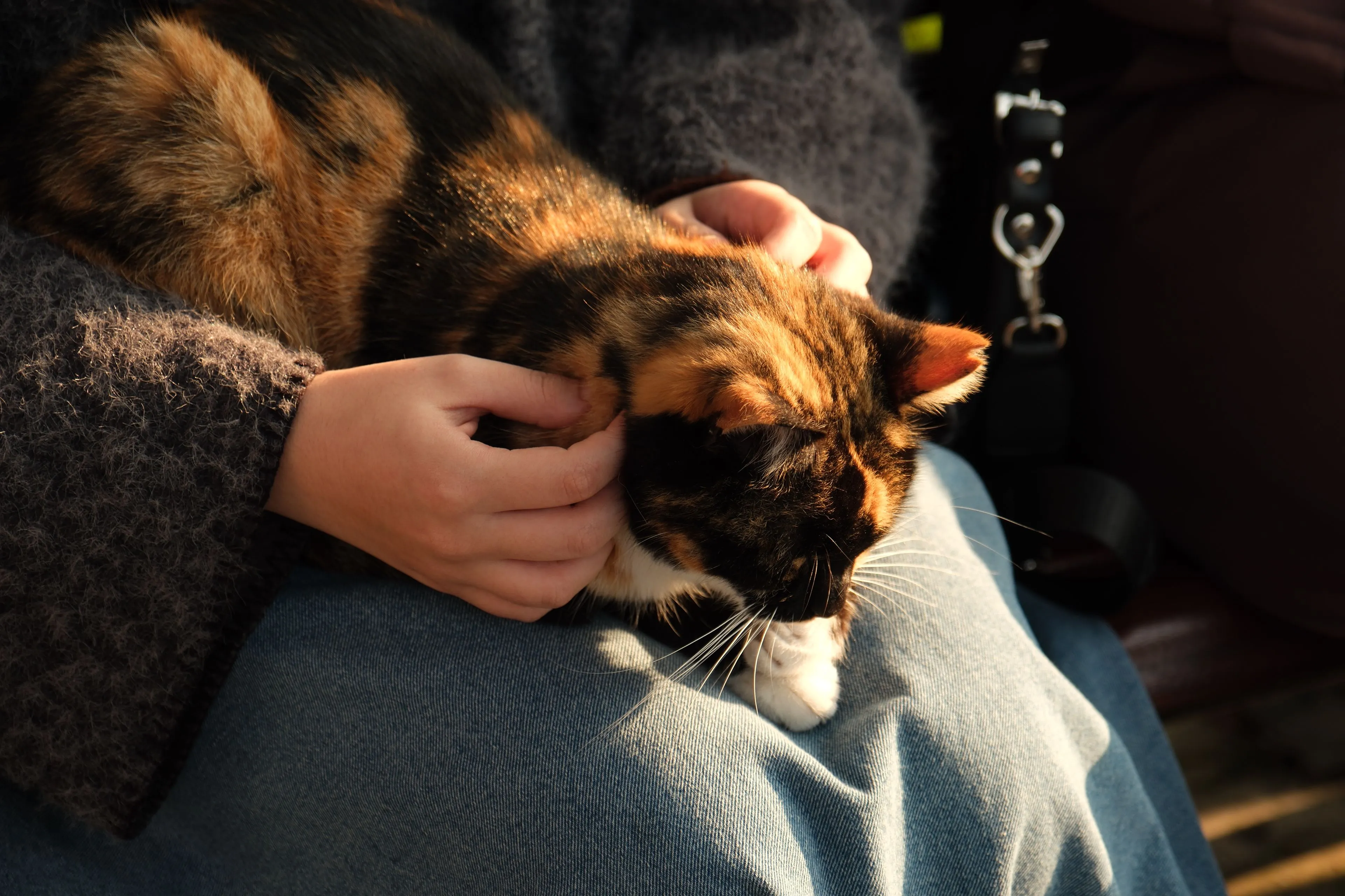 Gabapentin for Cats: Dosage, Side Effects & Uses | Telavets