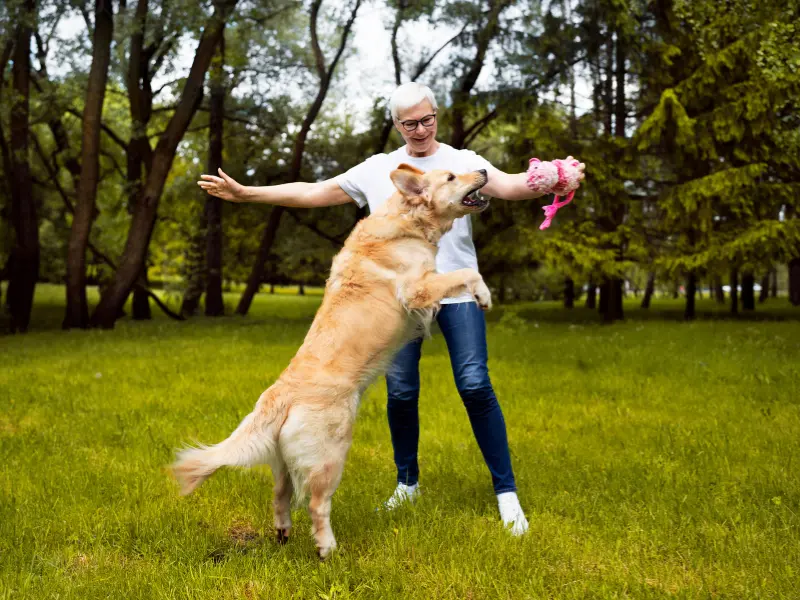 Happy and Healthy Dog: Why Proper Nutrition is Essential 