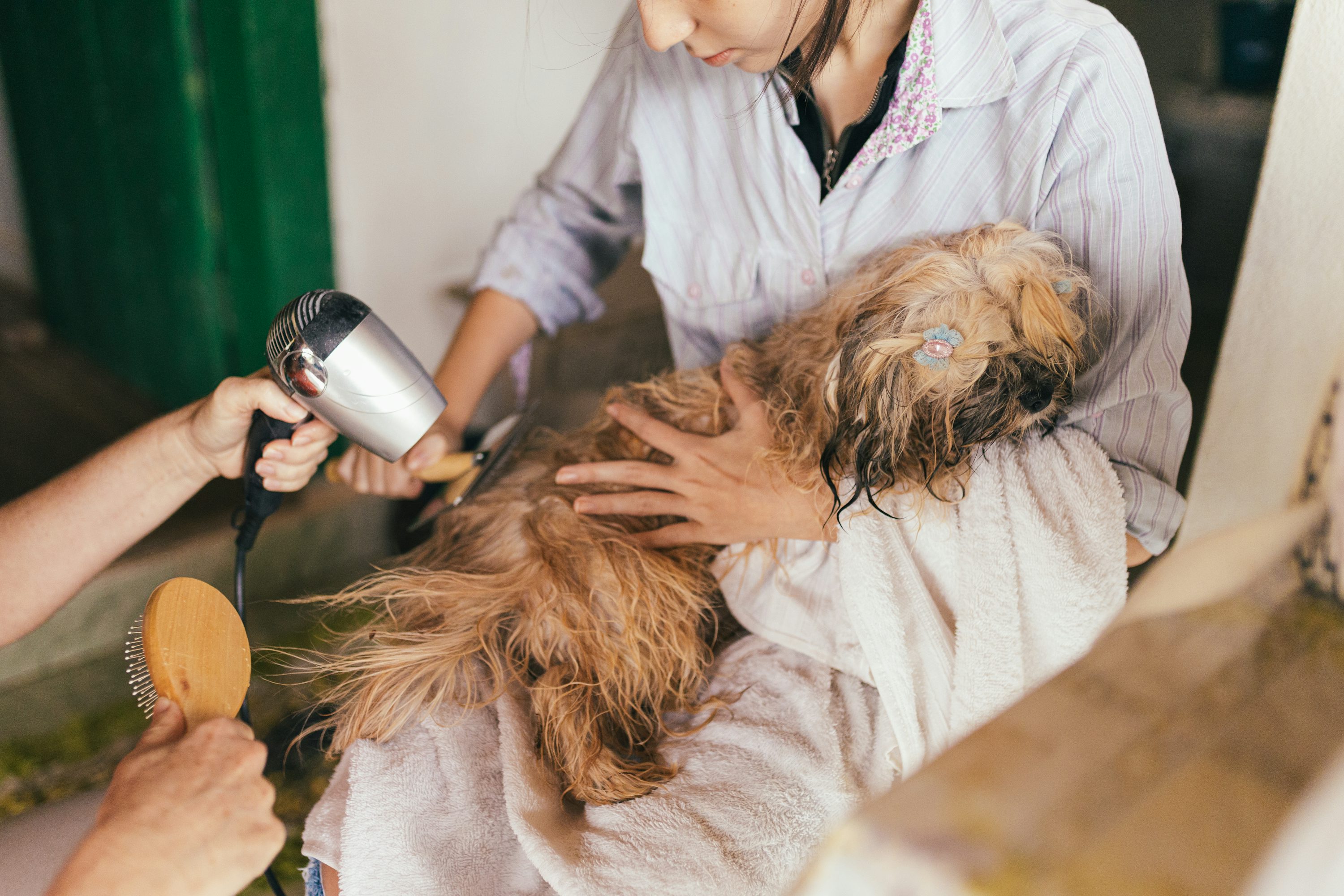 How to Teach Your Dog Good Manners in Public