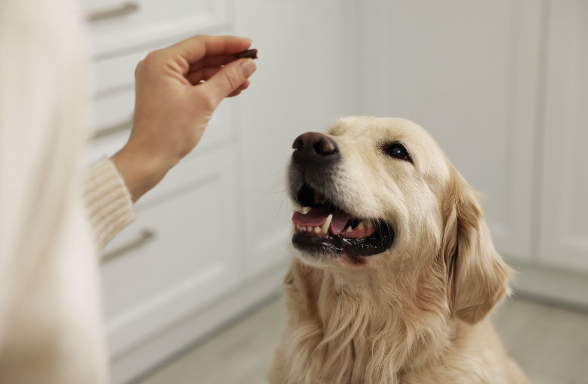 The Fastest Way to Get Dog and Cat Prescriptions Online