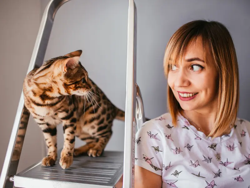 Recognizing and Managing Stress in Cats