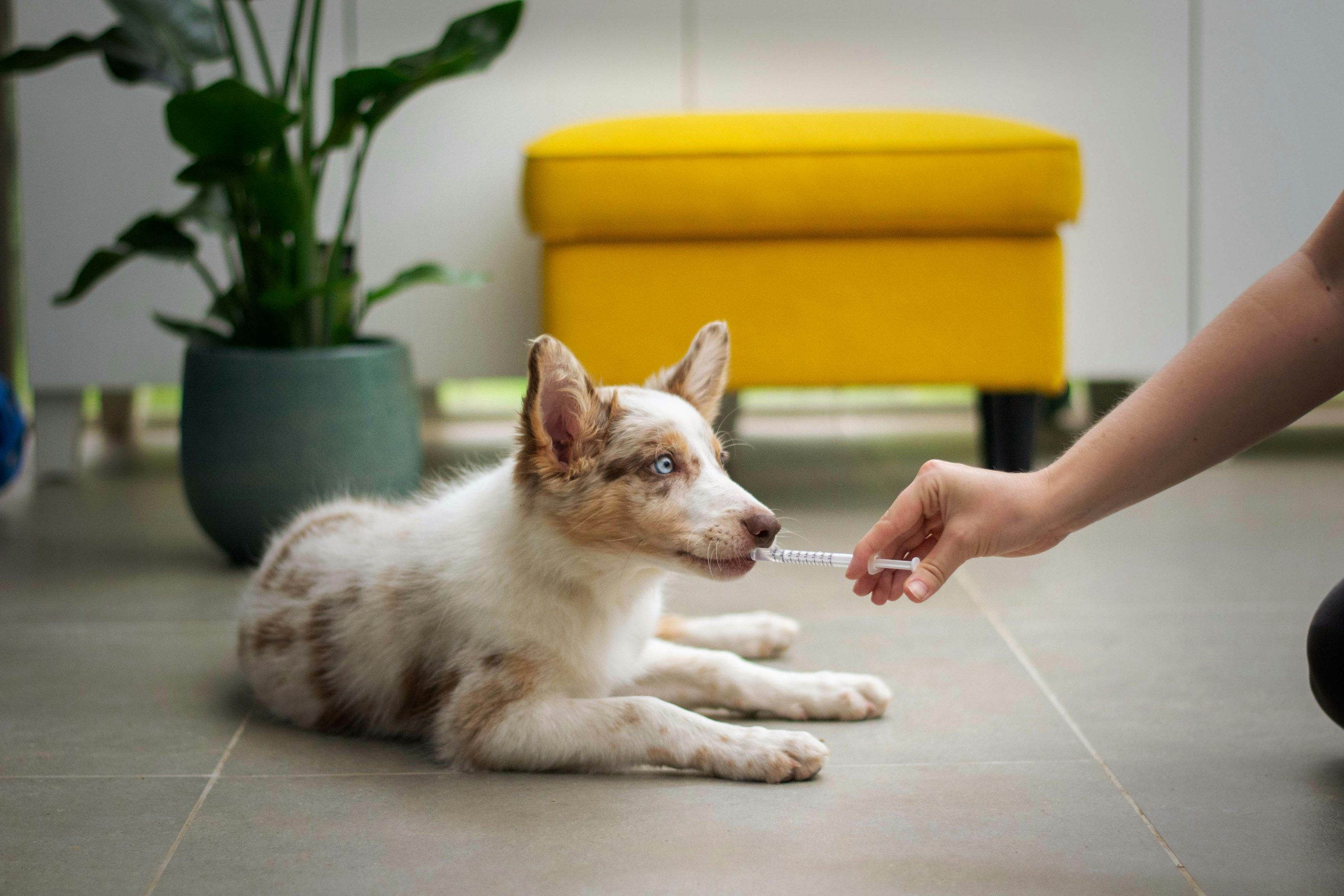 Say Goodbye to Pill Struggles with Treat-Based Meds