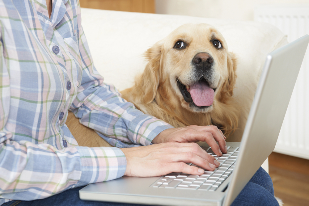 Senior Pet Care from Home: How Virtual Vets Can Help with Age-Related Conditions