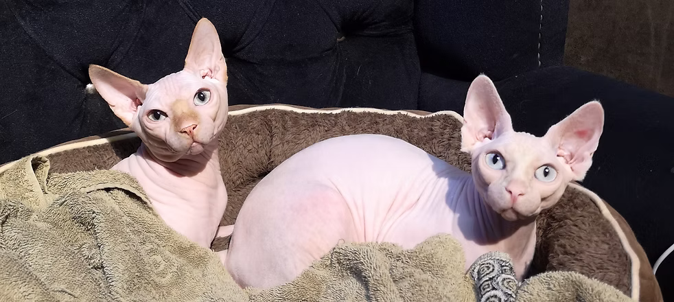Sphynx Cat: Complete Breed Guide