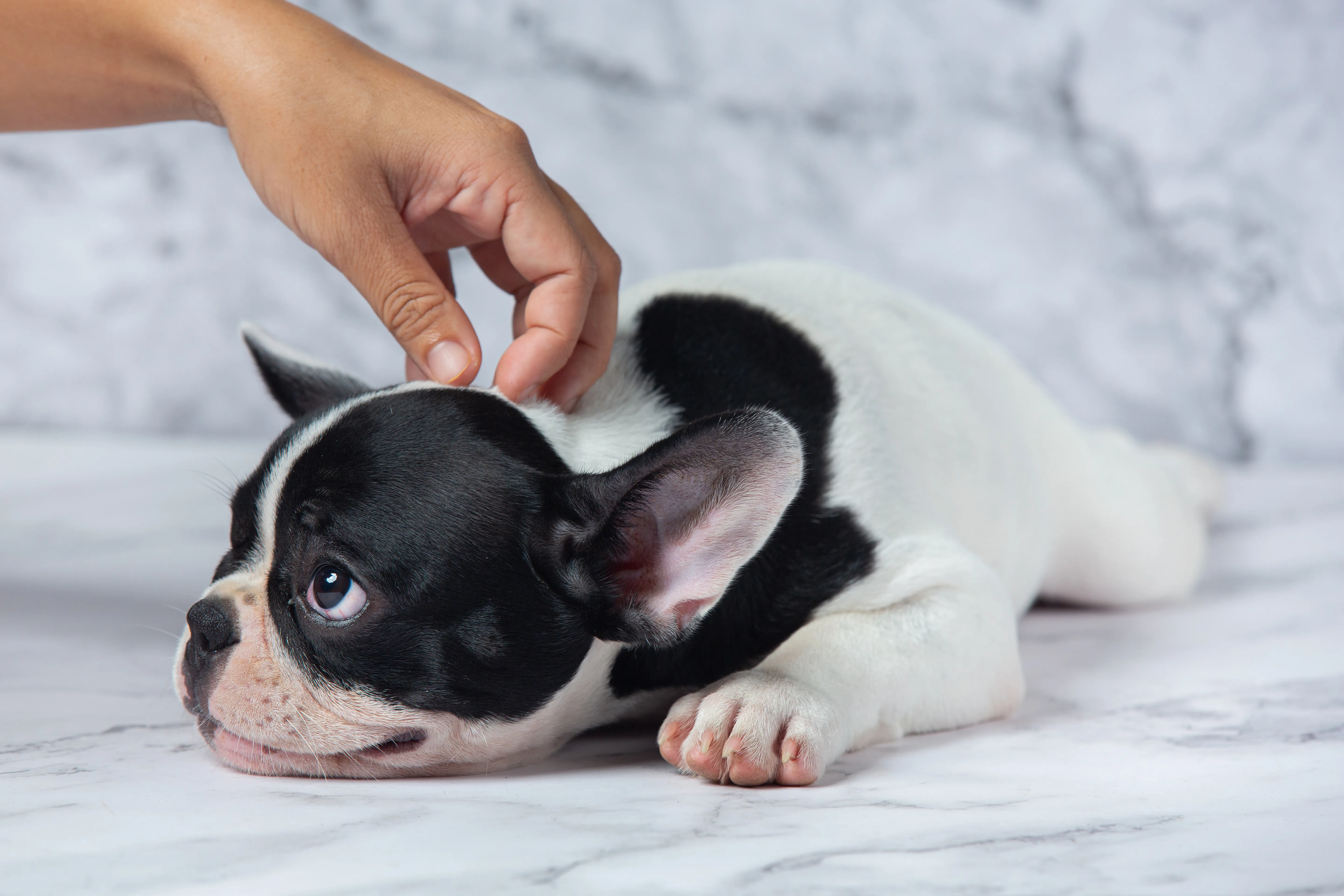Ticks on Dogs: Safe Removal Guide & When to Call Your Vet | Telavets
