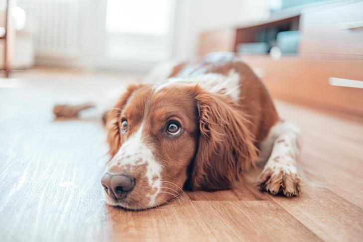 Can I Give My Dog Aspirin for Limp or Pain? | TelaVets