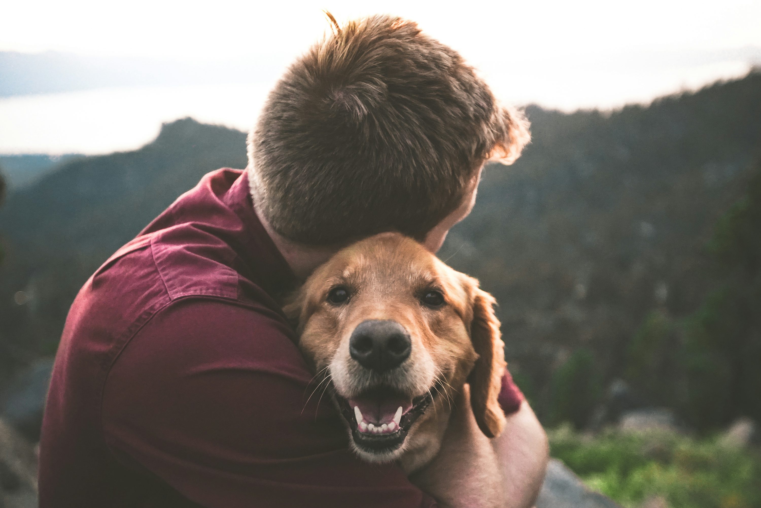 What to Do When Your Dog Is in Heat