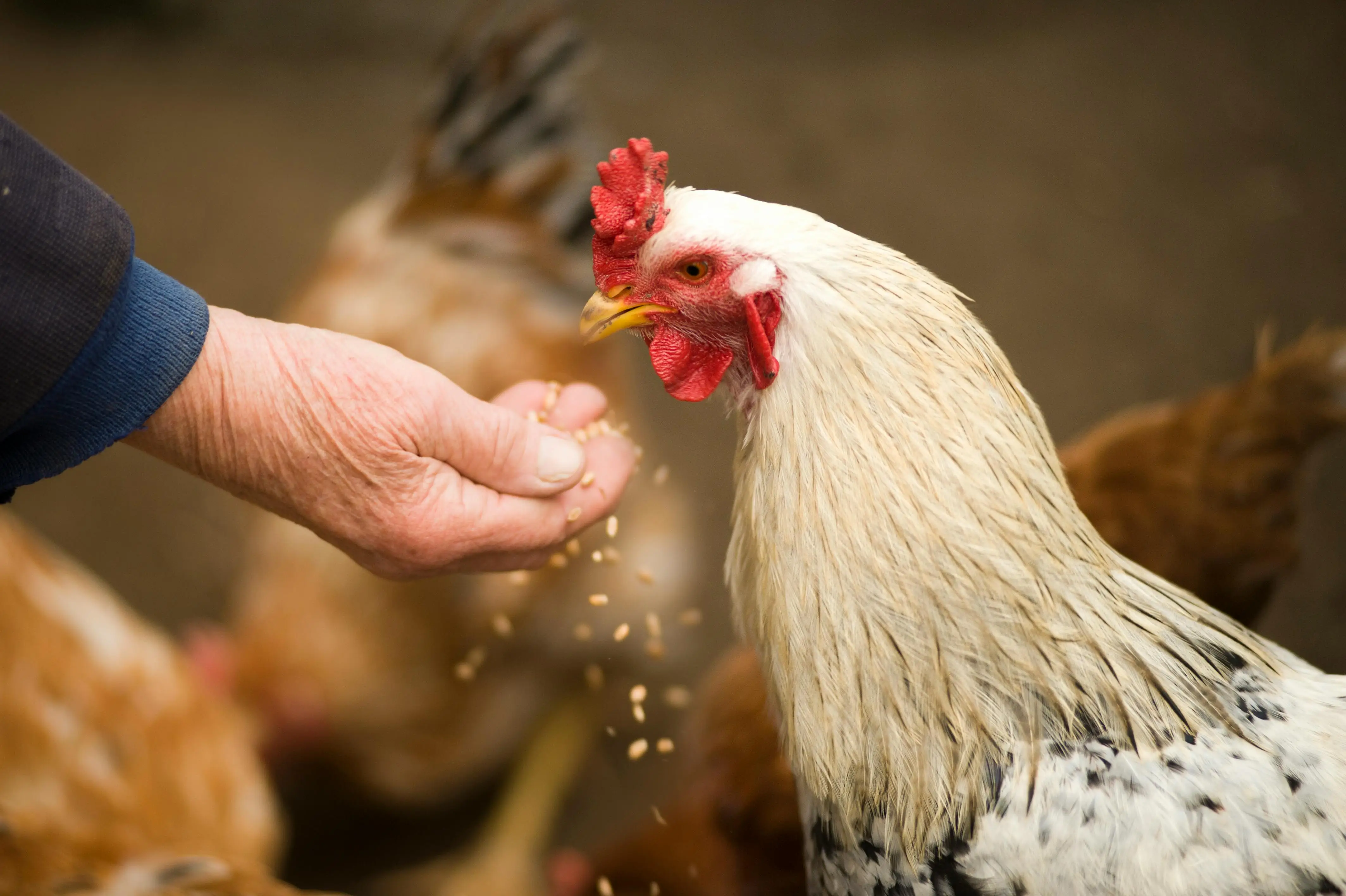 Why Are My Chickens Losing Feathers? 7 Common Causes & Practical Fixes!