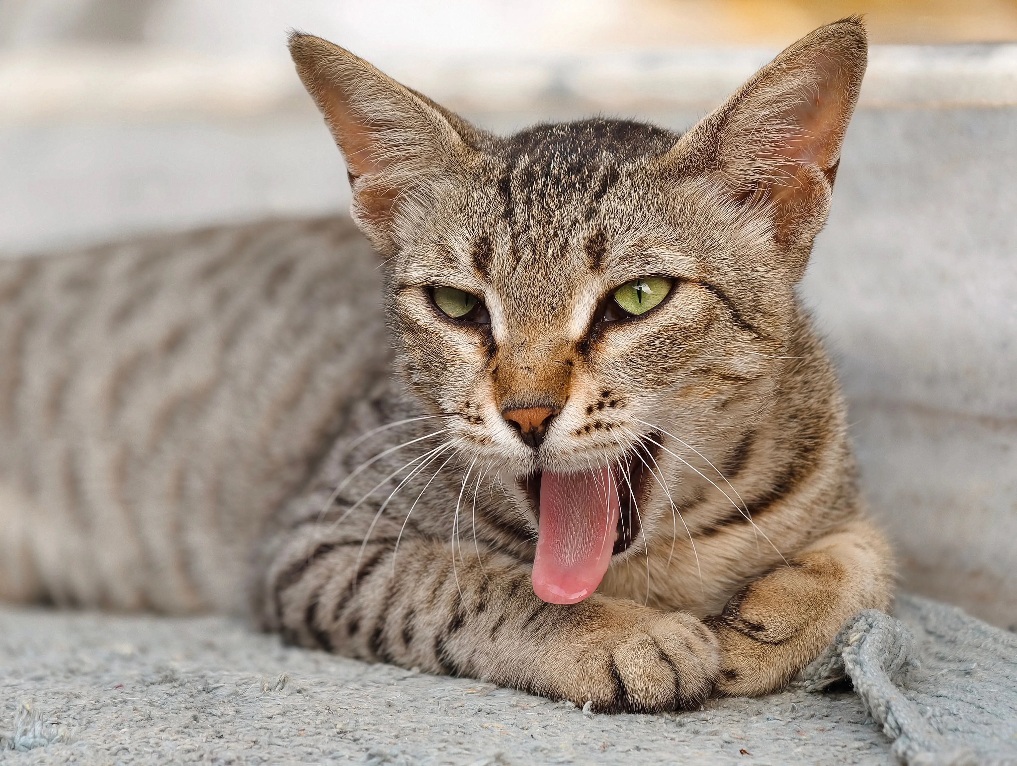 Why Is My Cat Throwing Up? White Foam, Food, Blood & More