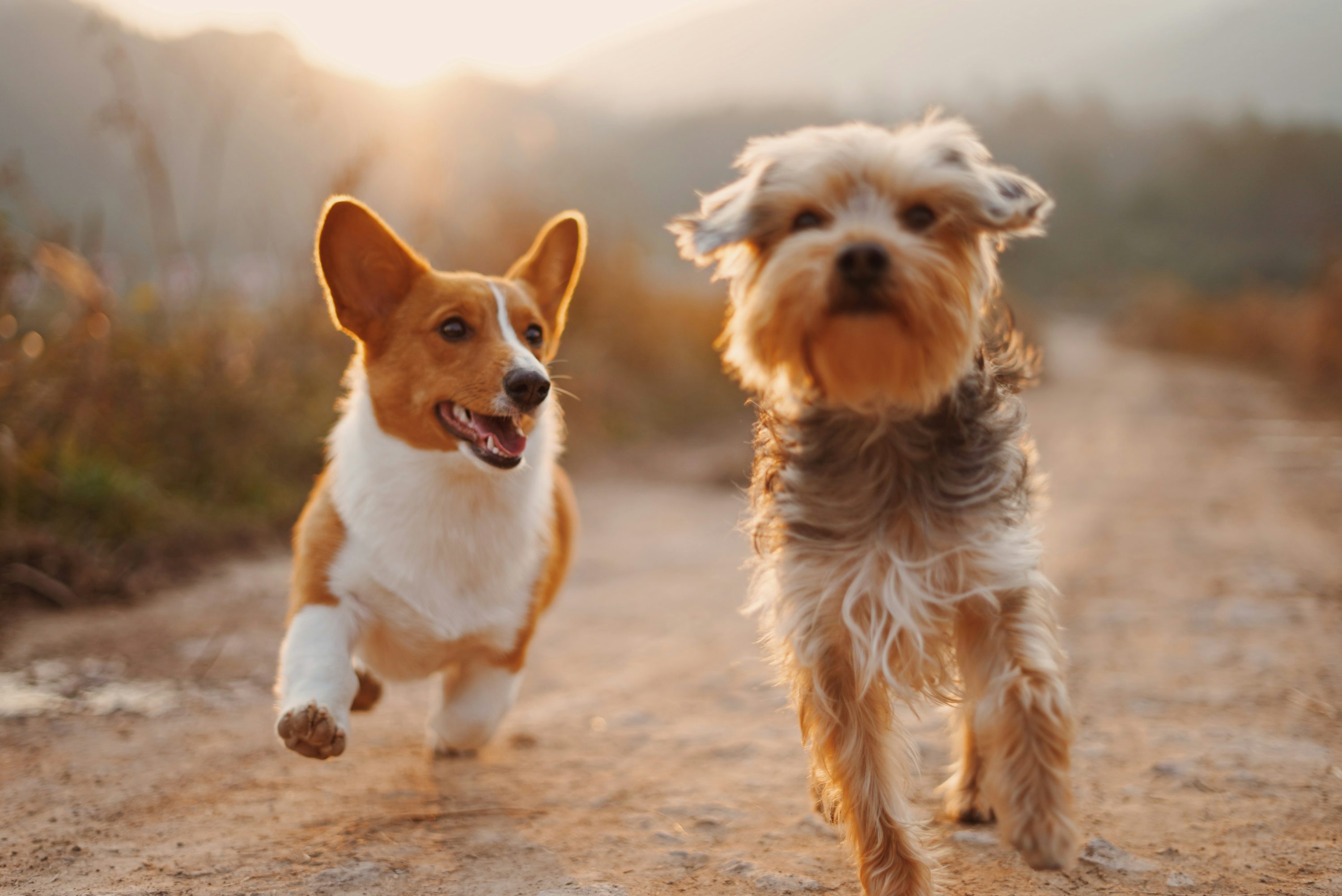 Why Same-Day Vet Consultations Matter for Pets