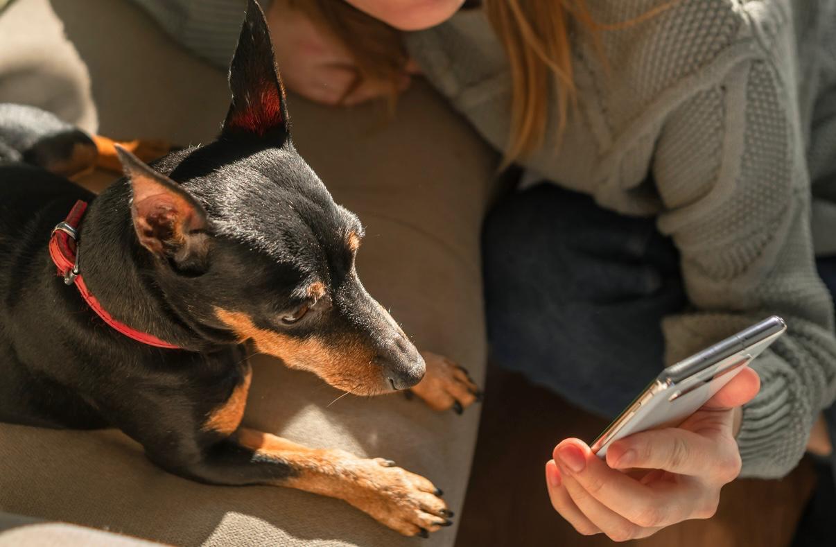 Best Virtual Vet in 2026: Why TelaVets Is Transforming Online Veterinary Care