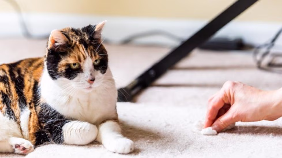 Why Is My Cat Vomiting? Common Causes and When to See a Vet