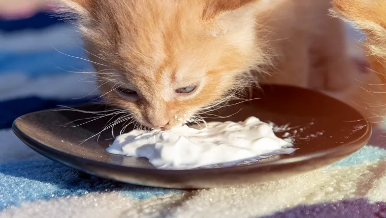 Can Dogs and Cats Have Whipped Cream? A Complete Vet-Approved Guide