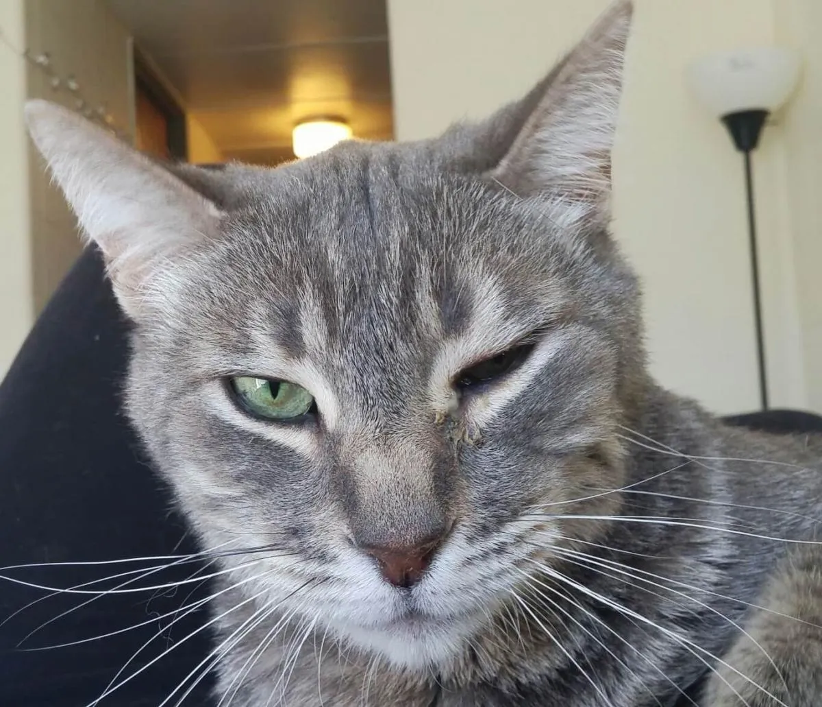Why Is My Cat Squinting One Eye?
