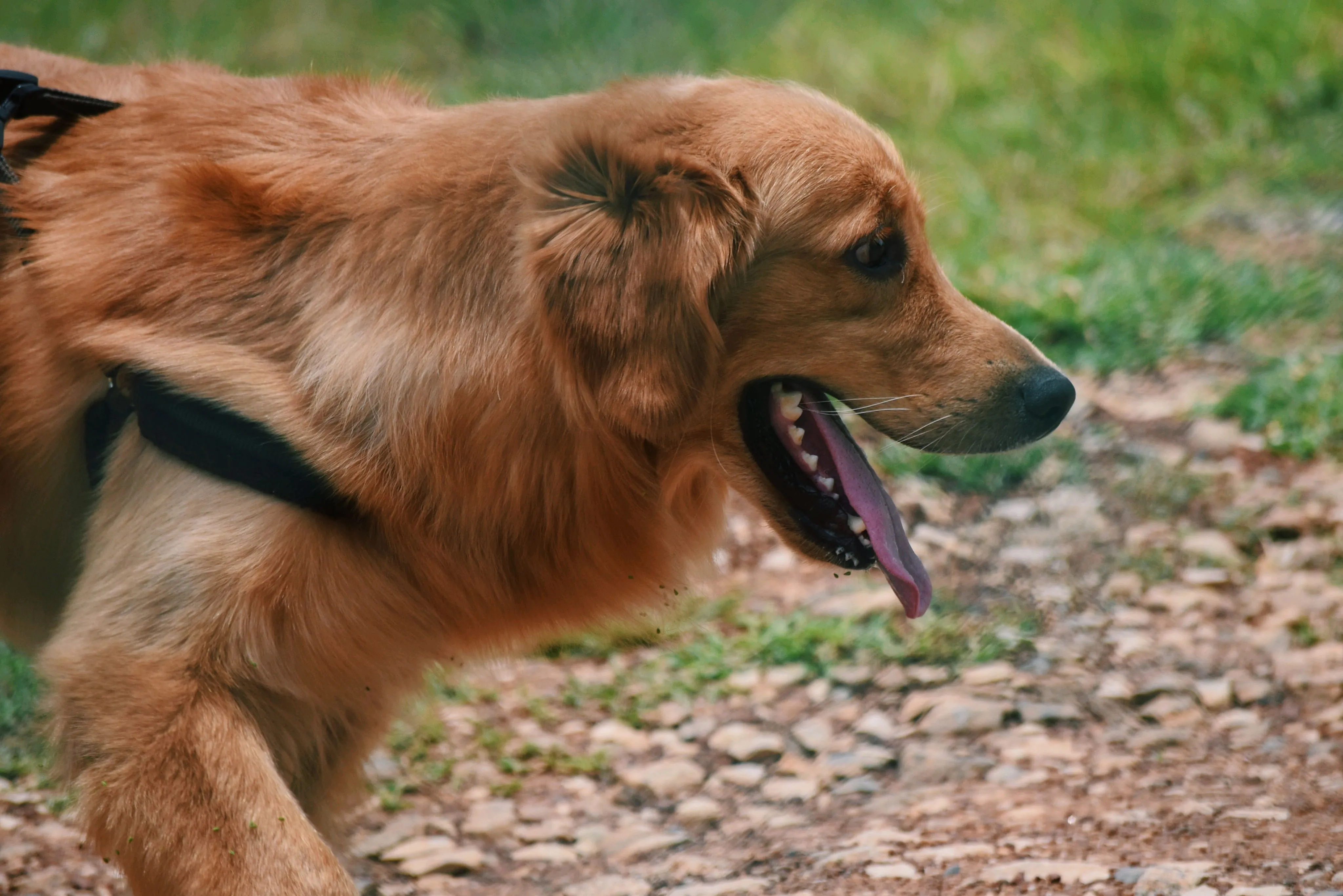 Excessive Panting in Older Dogs: Causes and Care Tips