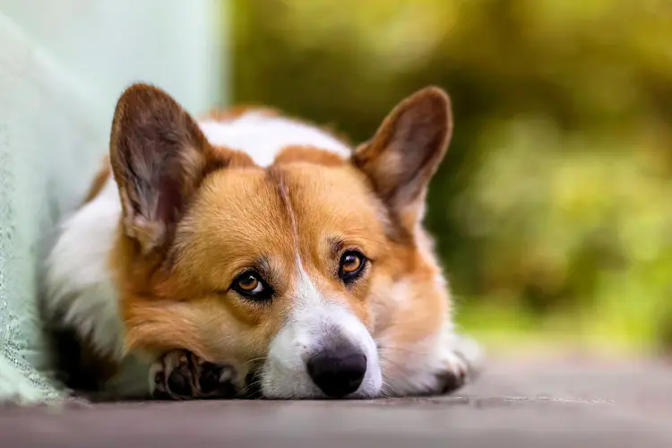 Why Is My Dog Shaking? Causes, Symptoms & When to See a Vet | Telavets