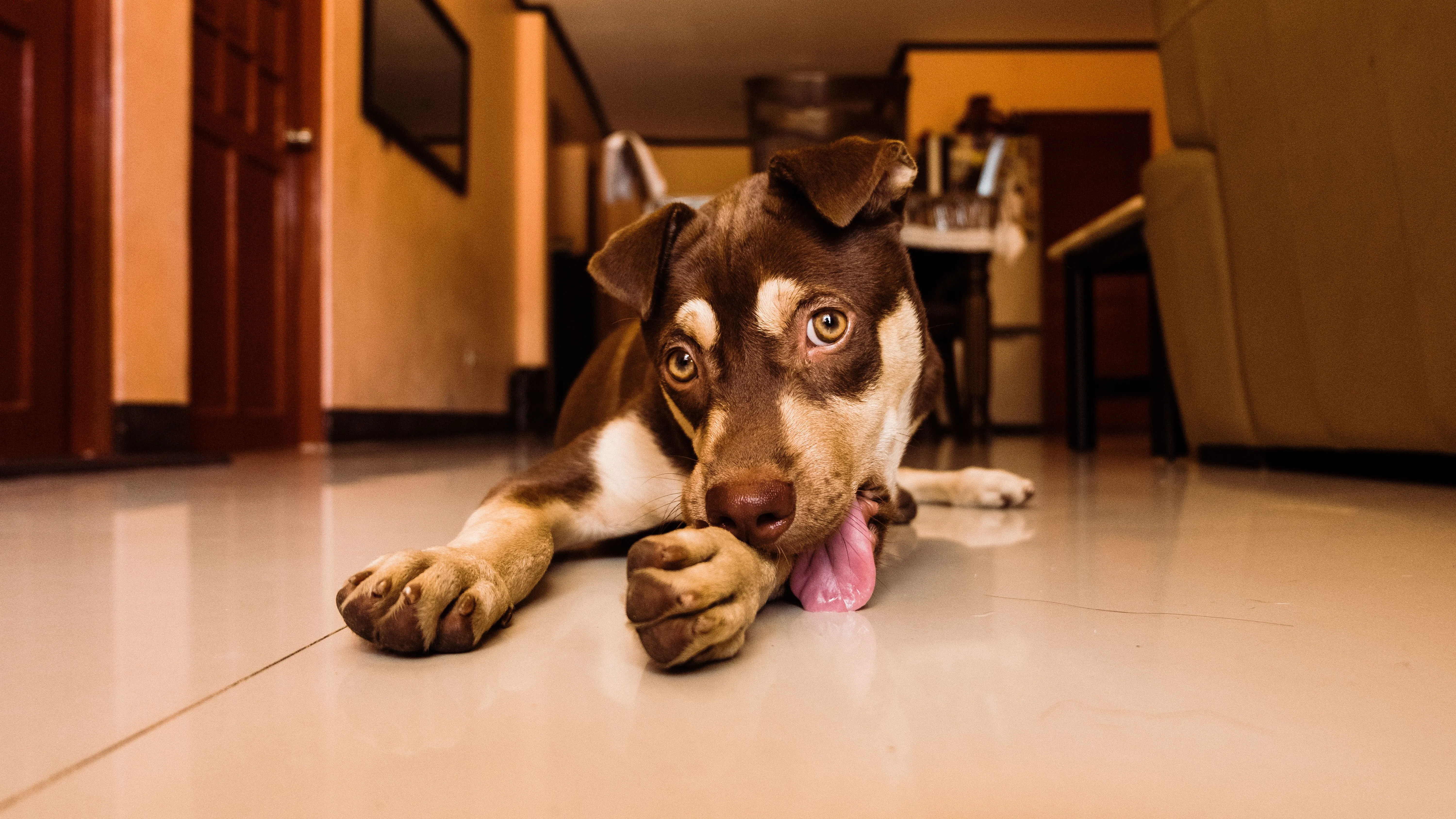 Why Is My Dog Licking Its Paws? 12 Common Causes & Treatment
