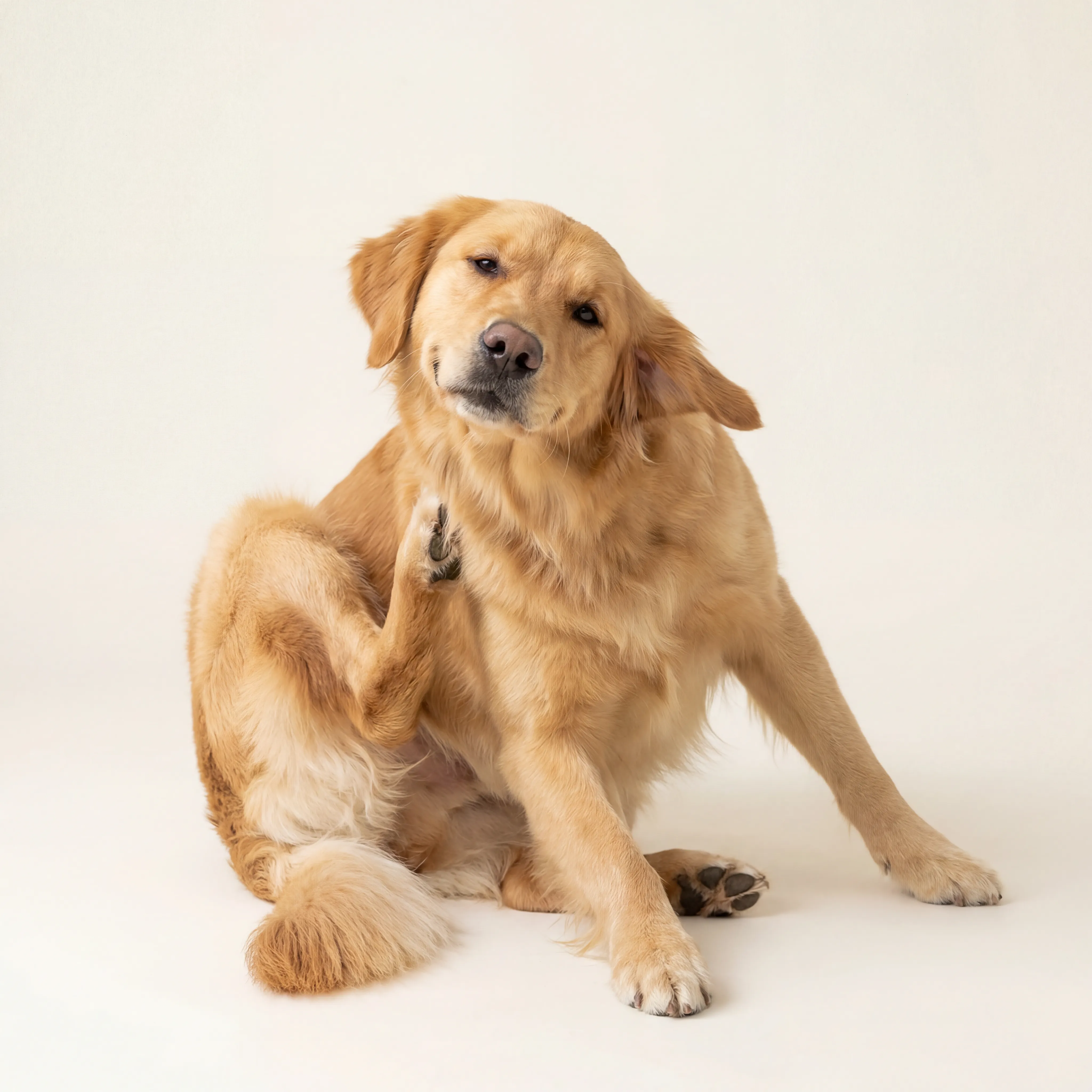 Why Is My Dog Itching So Much? Causes, Symptoms, and When to Talk to a Vet